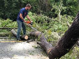 Best Tree Cabling and Bracing  in Coats Bend, AL