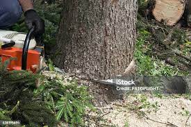 Best Tree and Shrub Care  in Coats Bend, AL