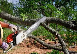 Best Commercial Tree Services  in Coats Bend, AL