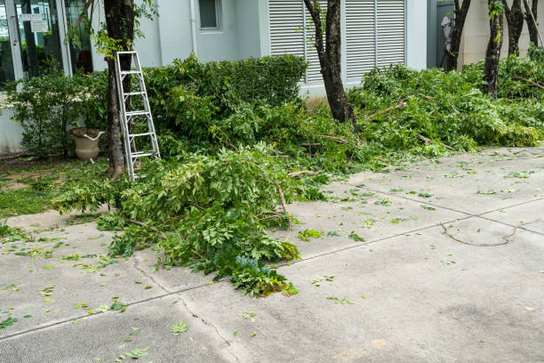Best Lawn Maintenance Plans  in Coats Bend, AL