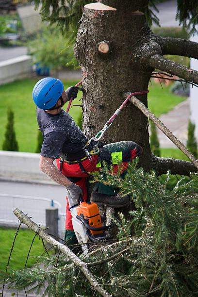 Professional Tree Removal in Coats Bend, AL
